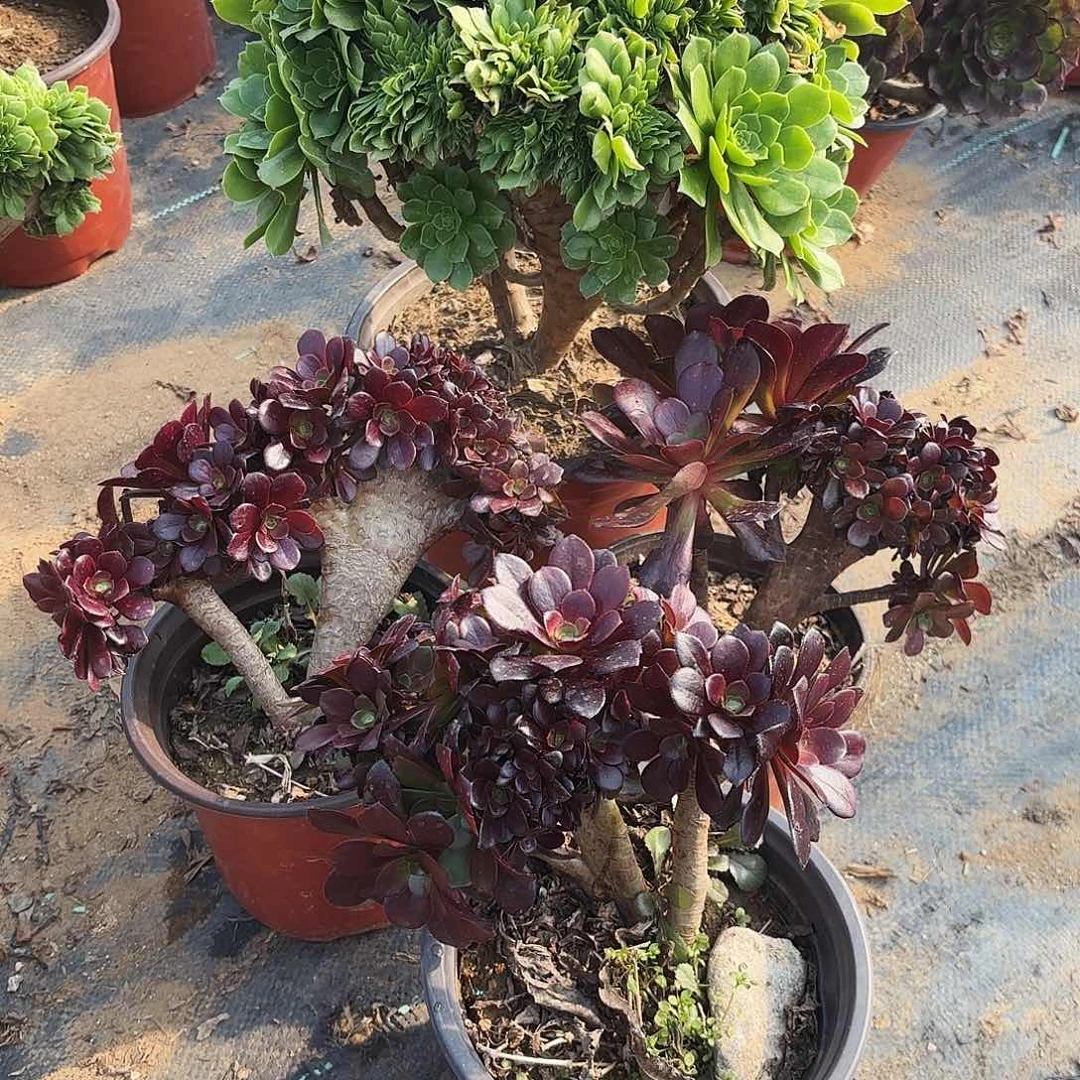 米***?018绿杨蓉➕三颗欧子缀朵朵无售后