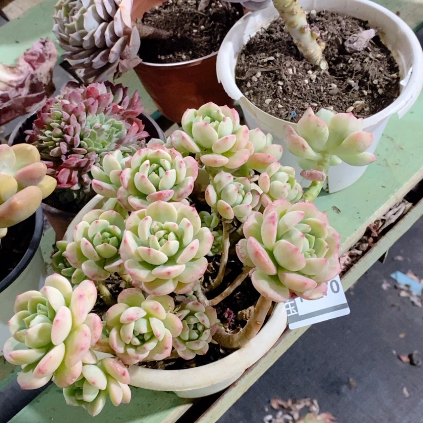 【闪购商品】香草18170