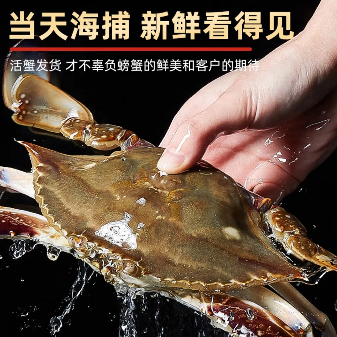 特惠福利渤海湾海捕梭子蟹公蟹（7-10只/斤）保鲜不保活介意勿拍海鲜梭子蟹同城