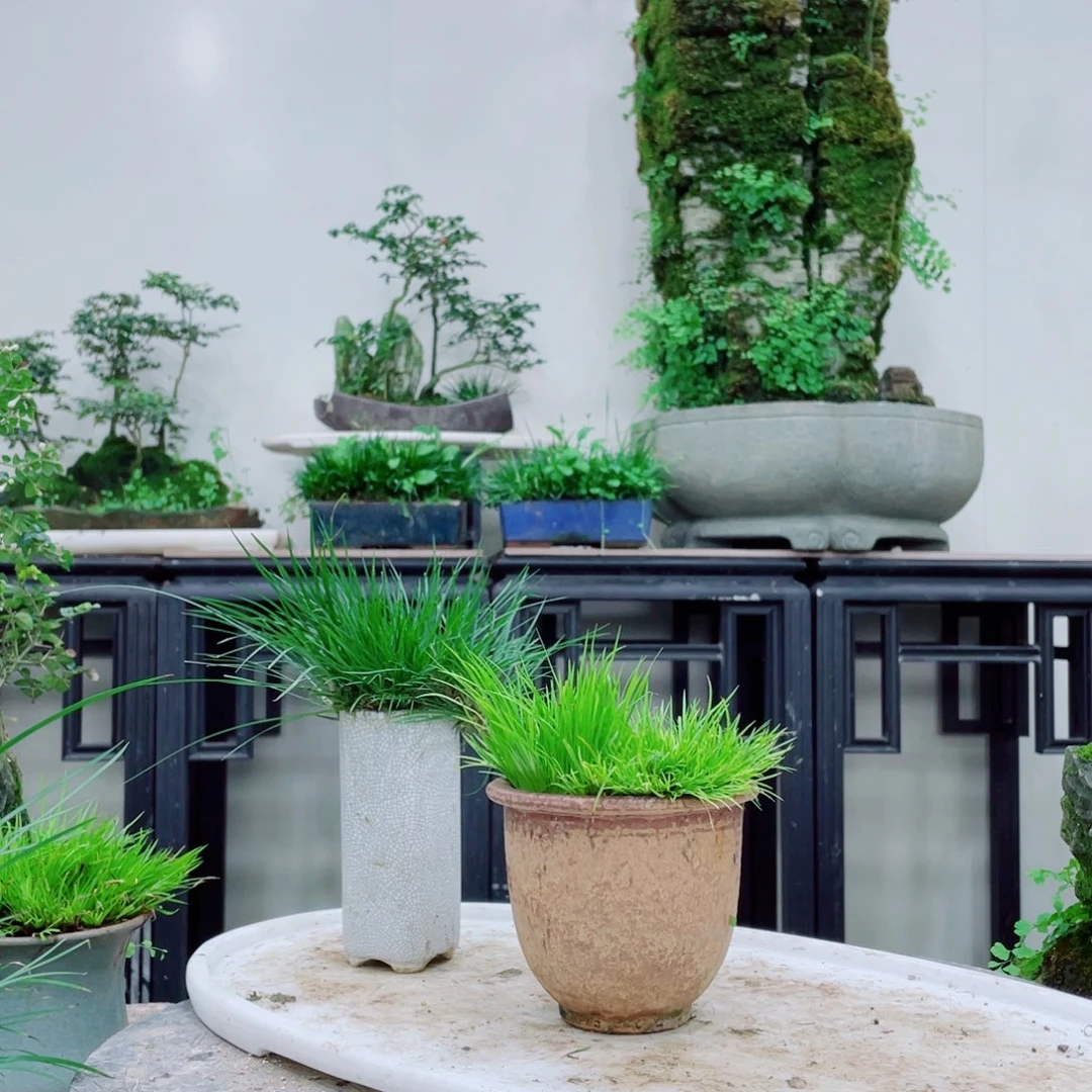 无铅玻璃陈*一铁线蕨铁线蕨铁线蕨