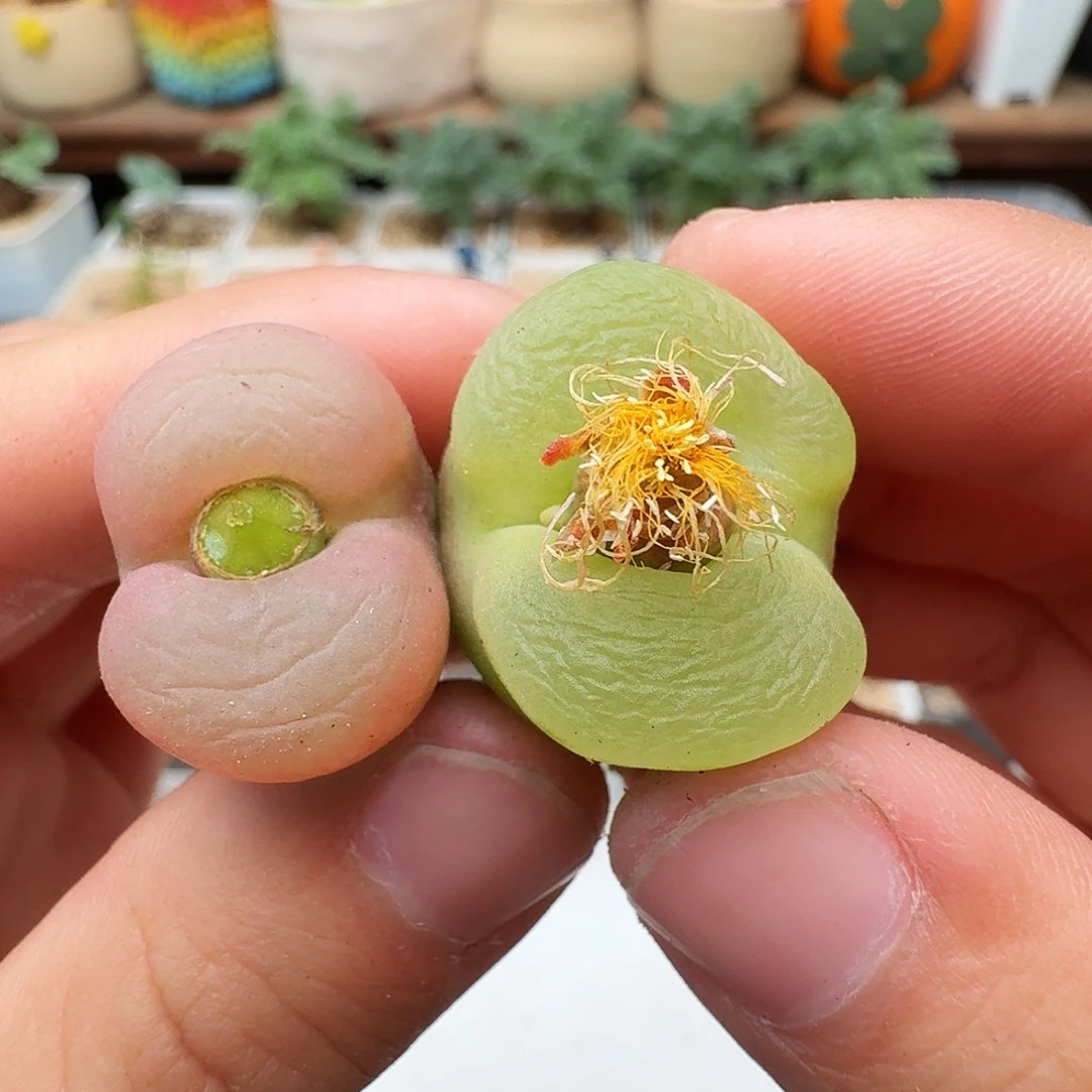 多肉植物福利肉锥346