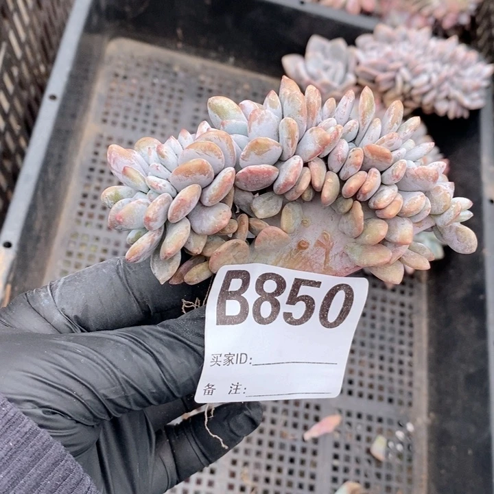 凡***凡850 粉兔缀哇哇哇哇