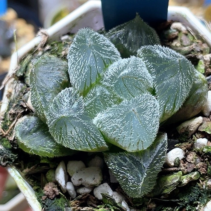 520巨大梦露特选福利