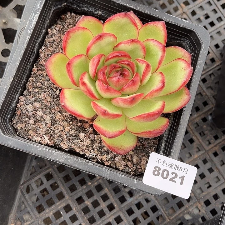 阿雅园艺         8021万宝龙