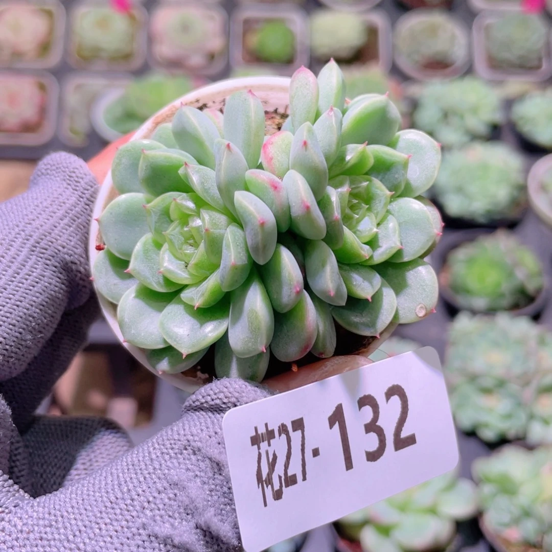 花利美27-132新品珍妮