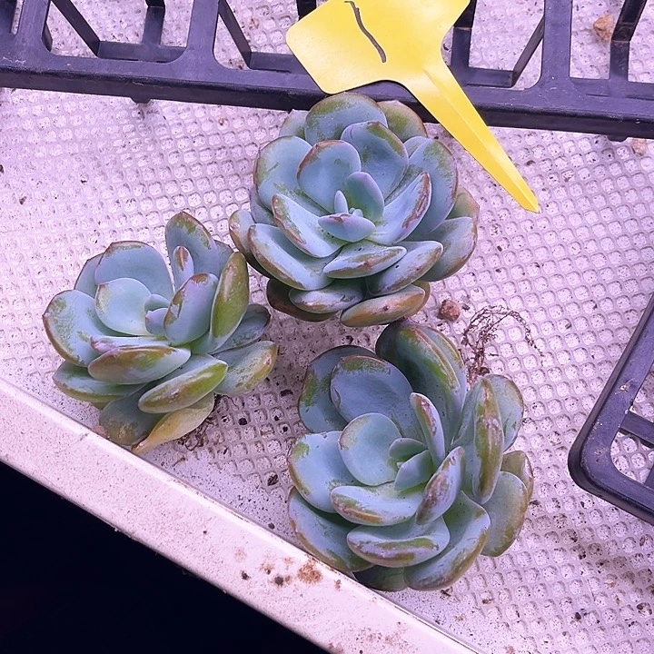 奶茶1号码牌子的话