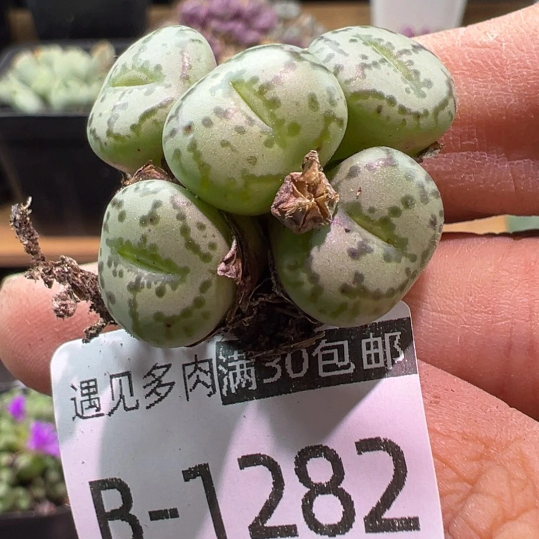 多肉植物11111111111