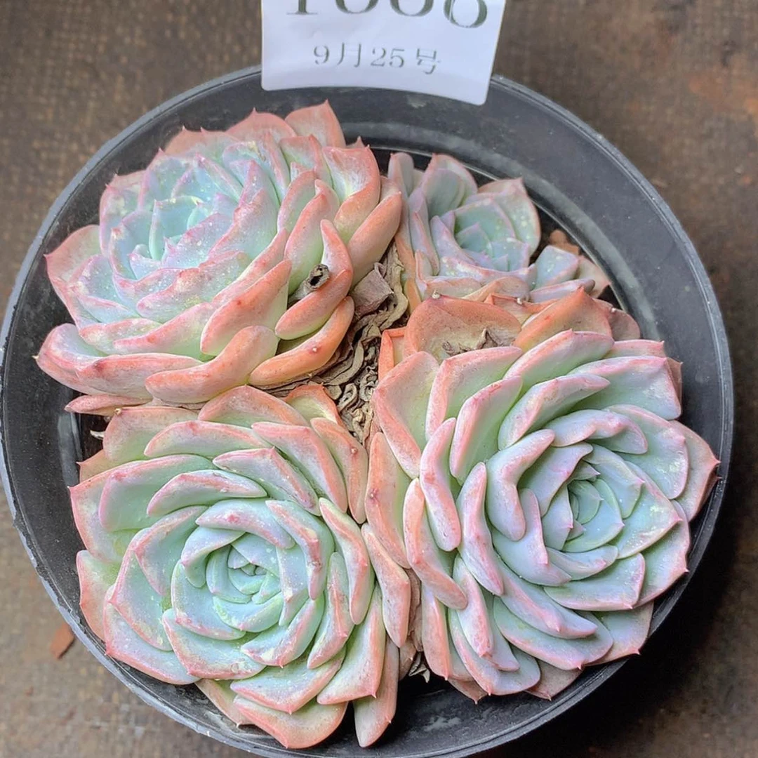 【闪购商品】云1000号