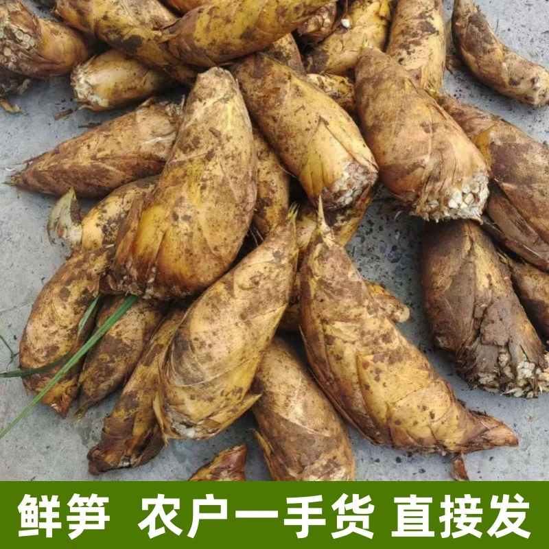 新鲜冬笋现挖春笋江西宜春原产地黄泥笋农户现挖笋