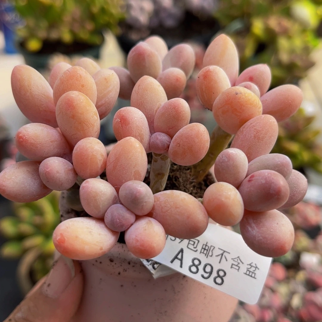 898香水手指8cm多肉植物
