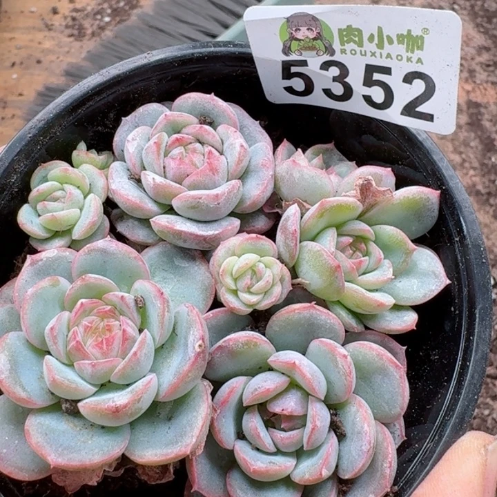多肉植物多肉植物