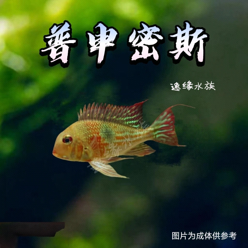 逸缘普申密斯关刀南美食土鲷