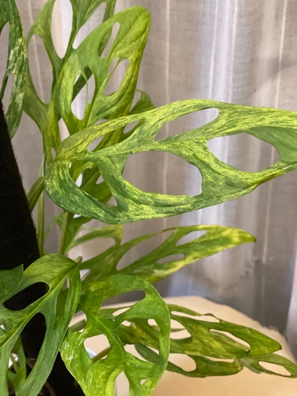 薄荷仙洞锦龟背竹柱子ins风室内盆栽爬藤绿植