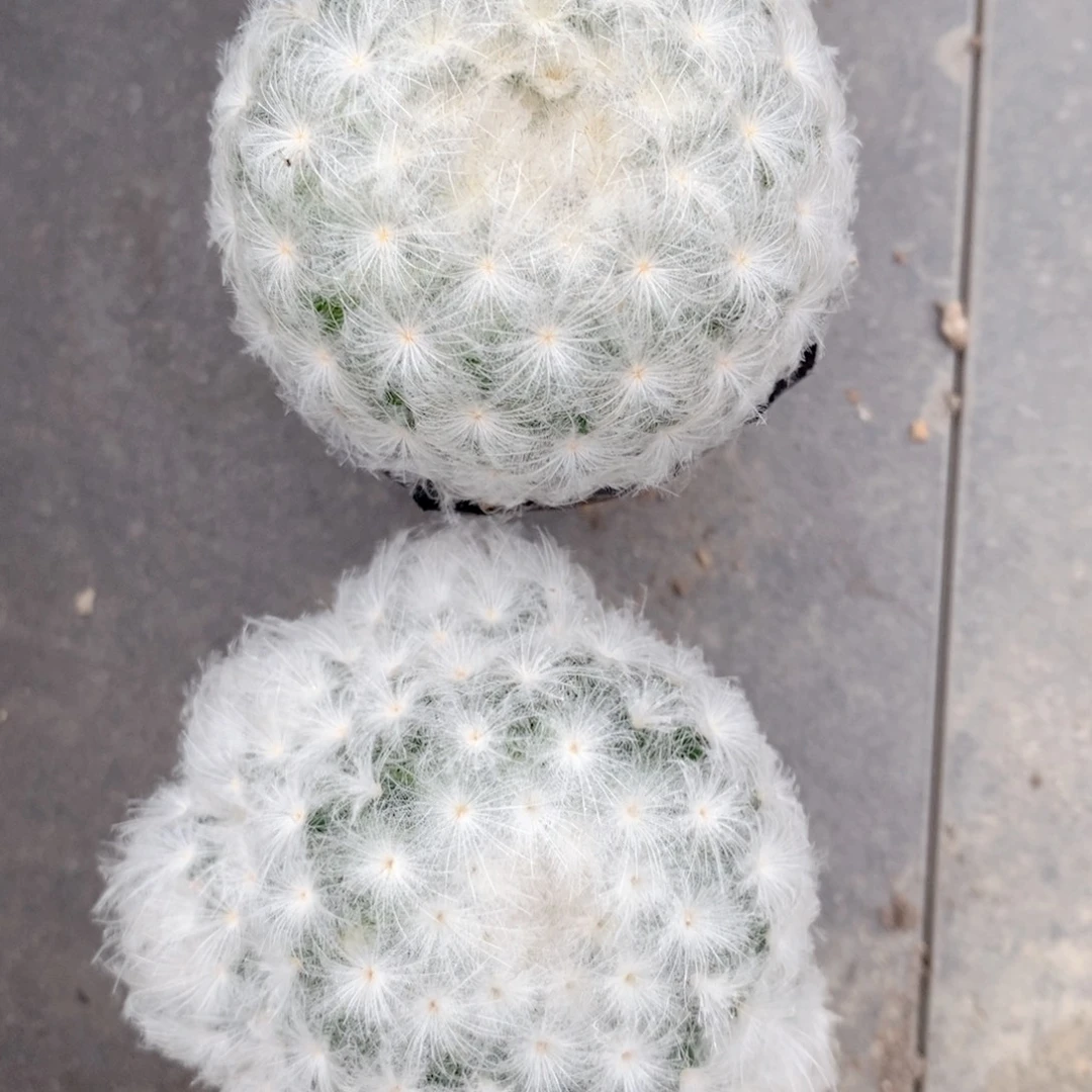 实生 白星2颗5公分左右一物一拍