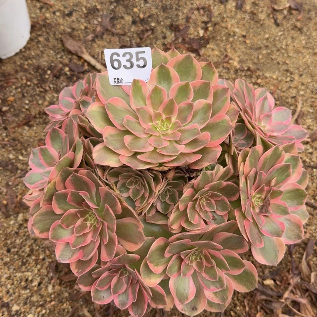 635云荷多肉植物