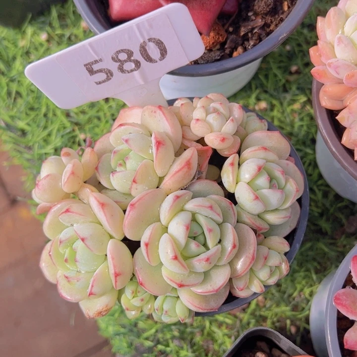 健健康康平平安安