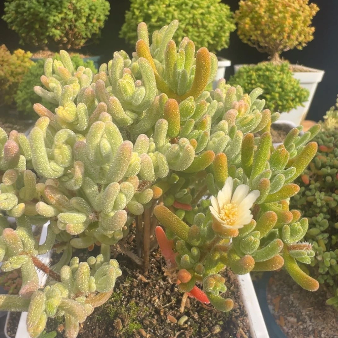 D7307橙叶黄锦枝干