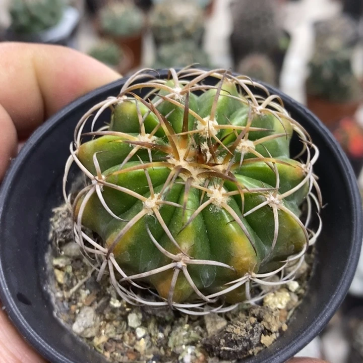 实生圆盘玉特价福利