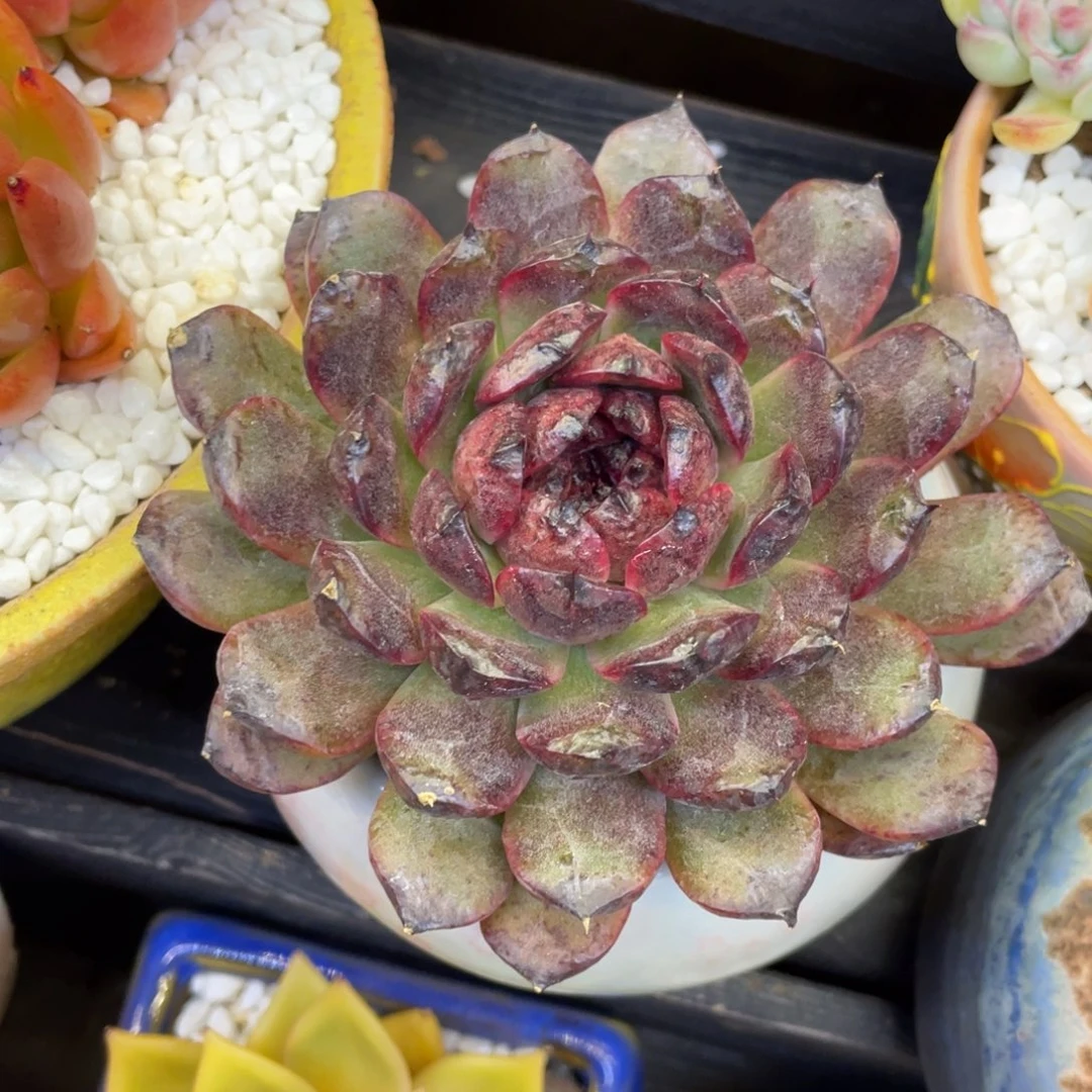 多肉植物盆栽多肉