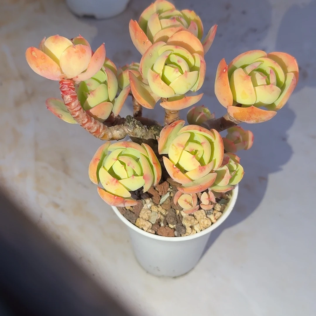 凛***若鸡蛋碧桃多肉植物一颗