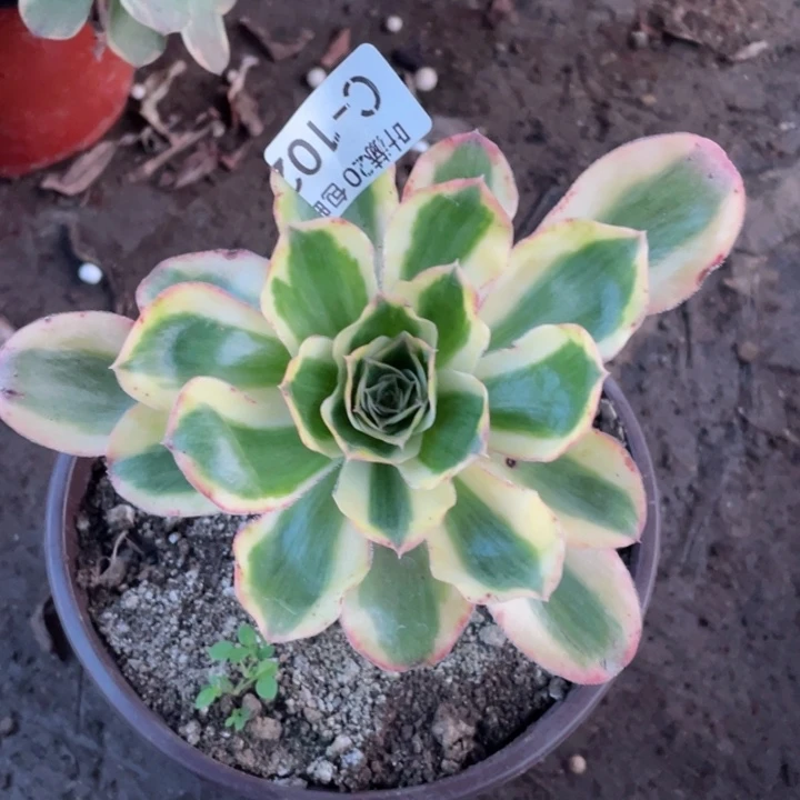 102艳资多肉123456789