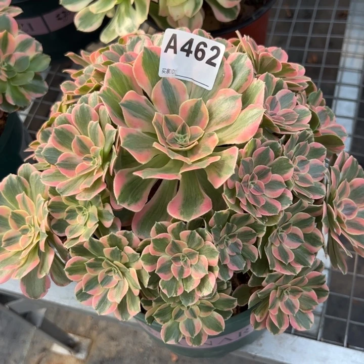 462粉女妖25厘米左右