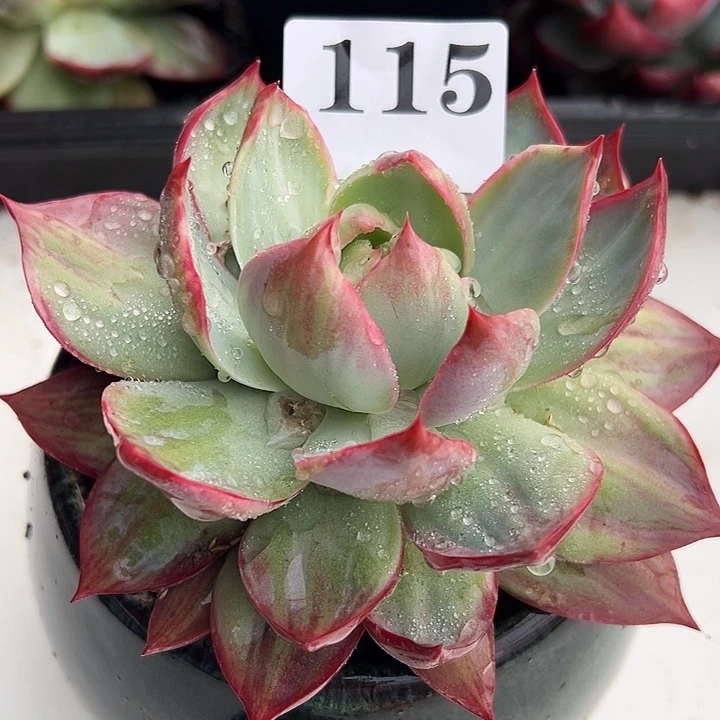 惊鸿惊鸿惊鸿 115叶展 14默认裸根发货