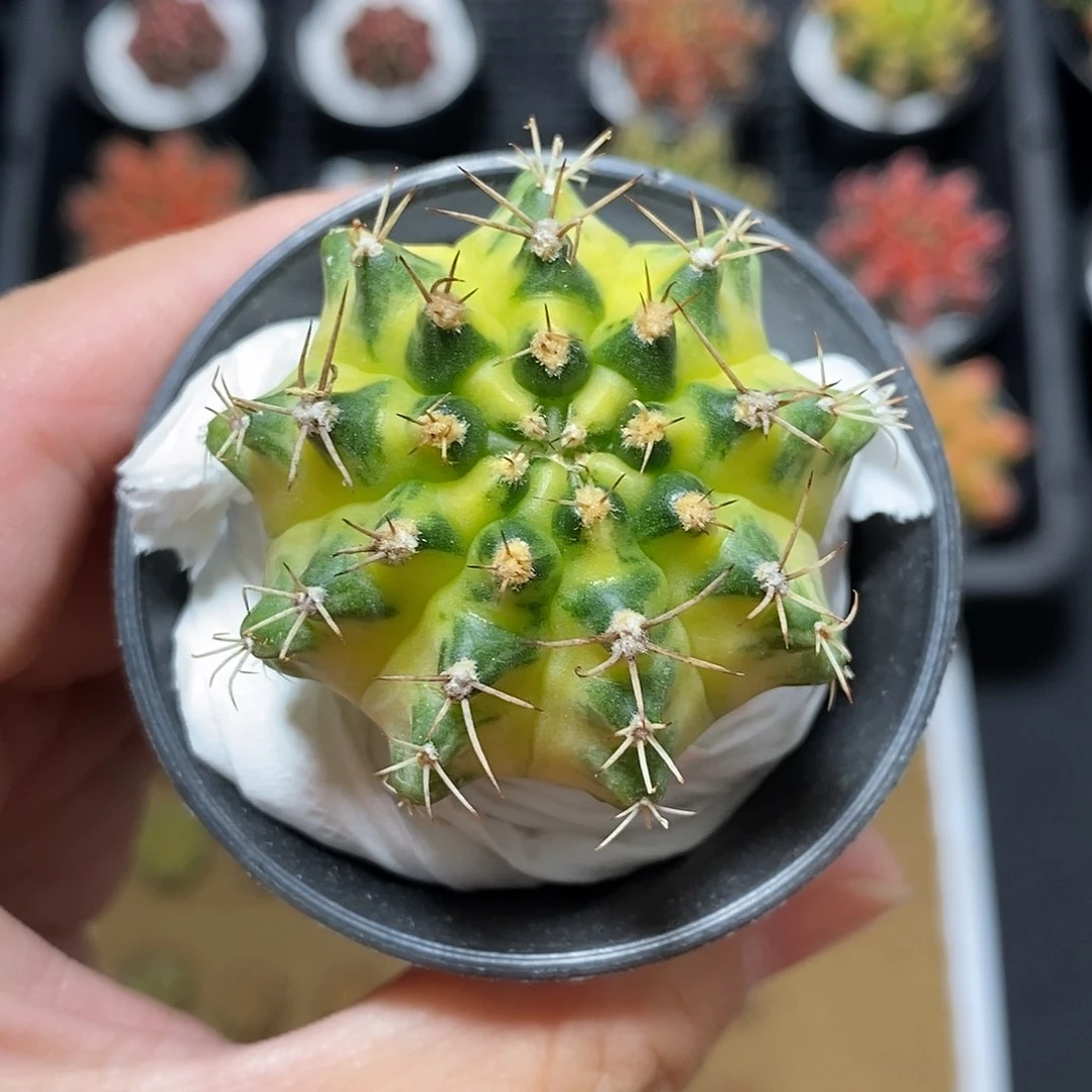 米哈仙人球月亮皇冠侧芽001