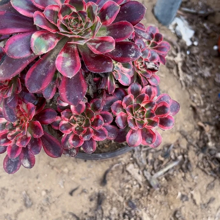 香丽多肉植物法师8436