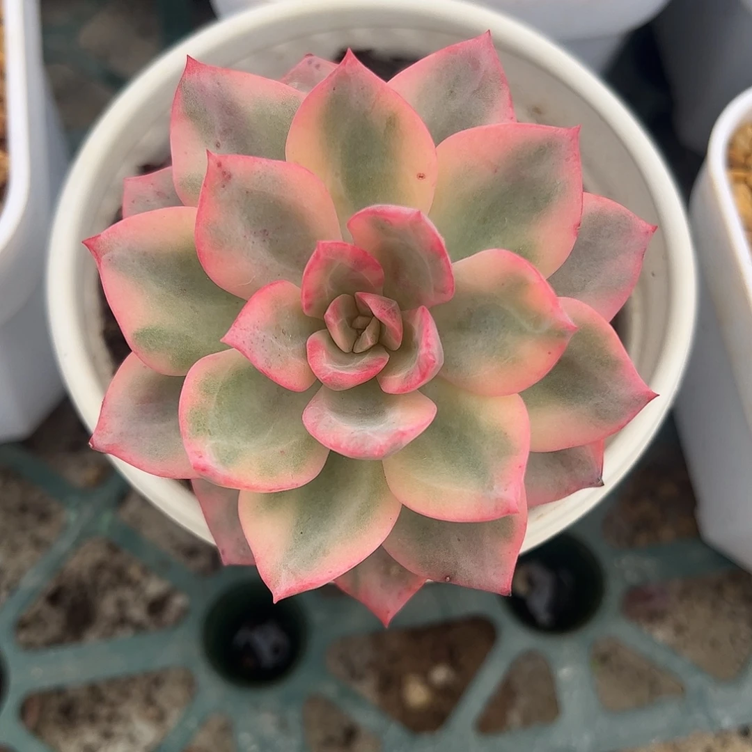 粉哈琳锦 婕宝一物一拍