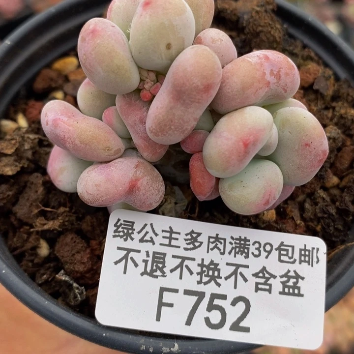 桃蛋5cm752多肉植物