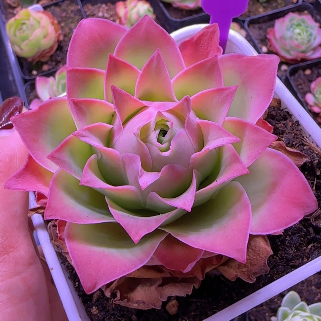 魅影玫瑰十方杯579