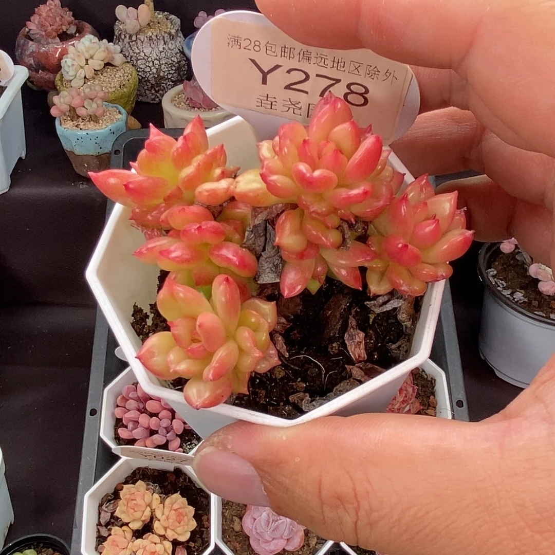 0278 苹果花 7cm