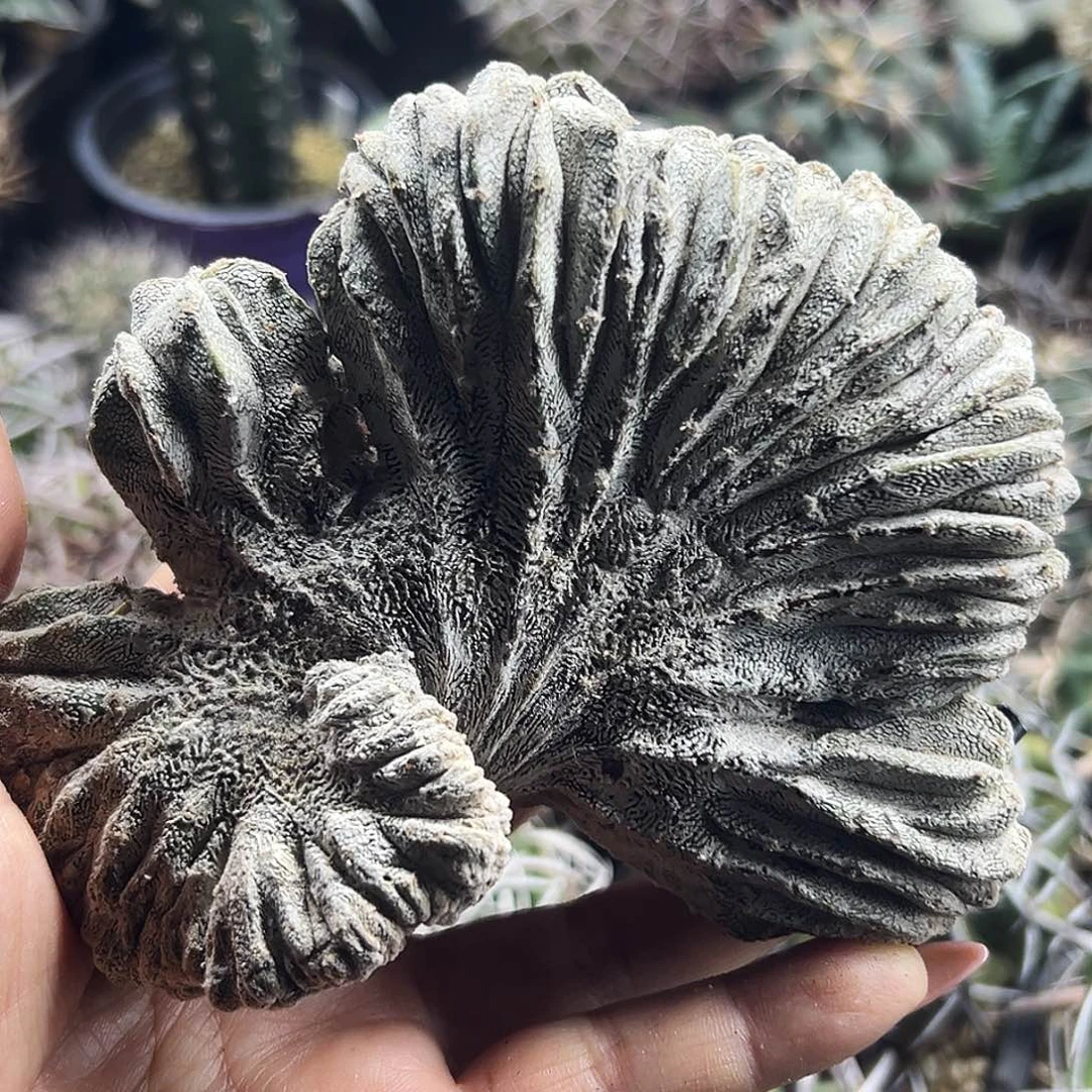 恩中缀仙人球66666666