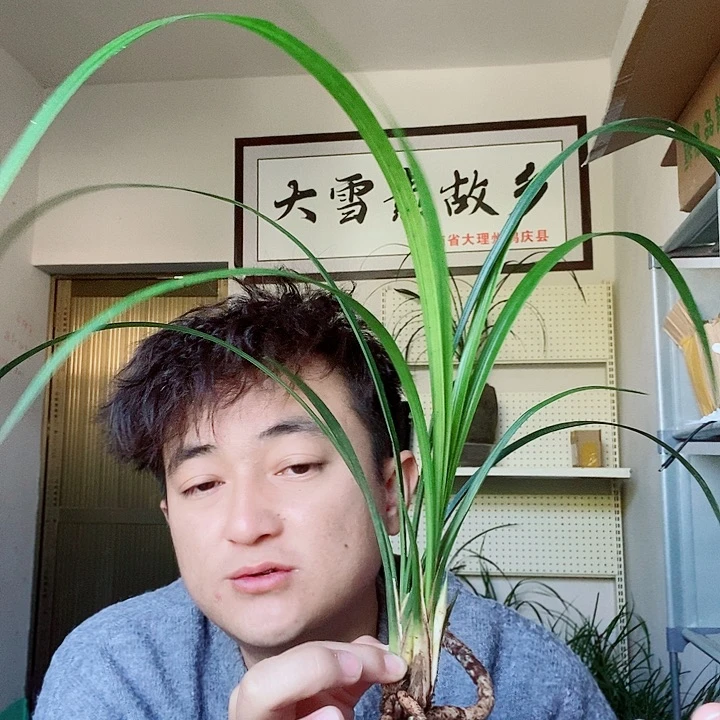 完全开放大雪素大雪素