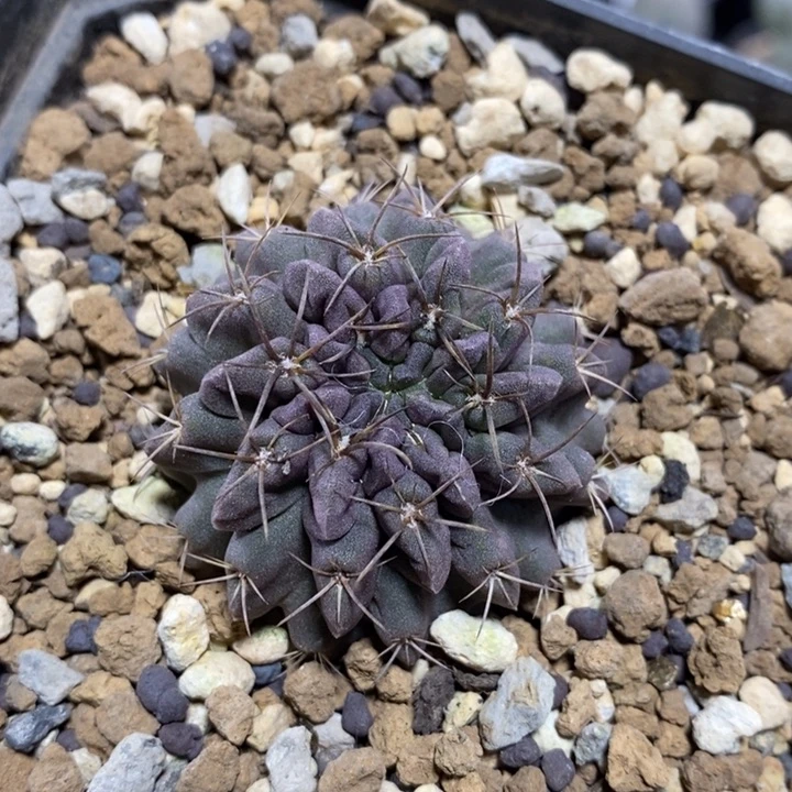 实生紫皮素妆玉318号4cm