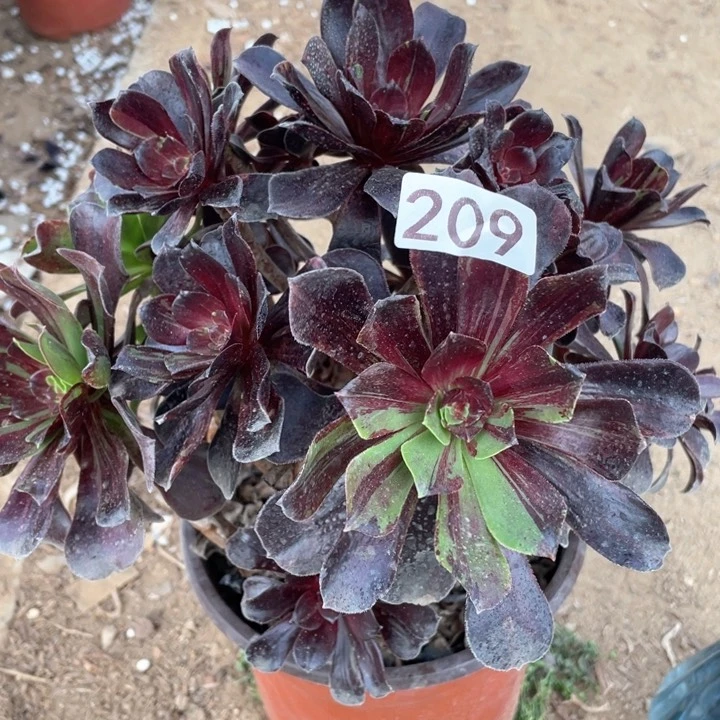 花*海209多肉植物欧若拉