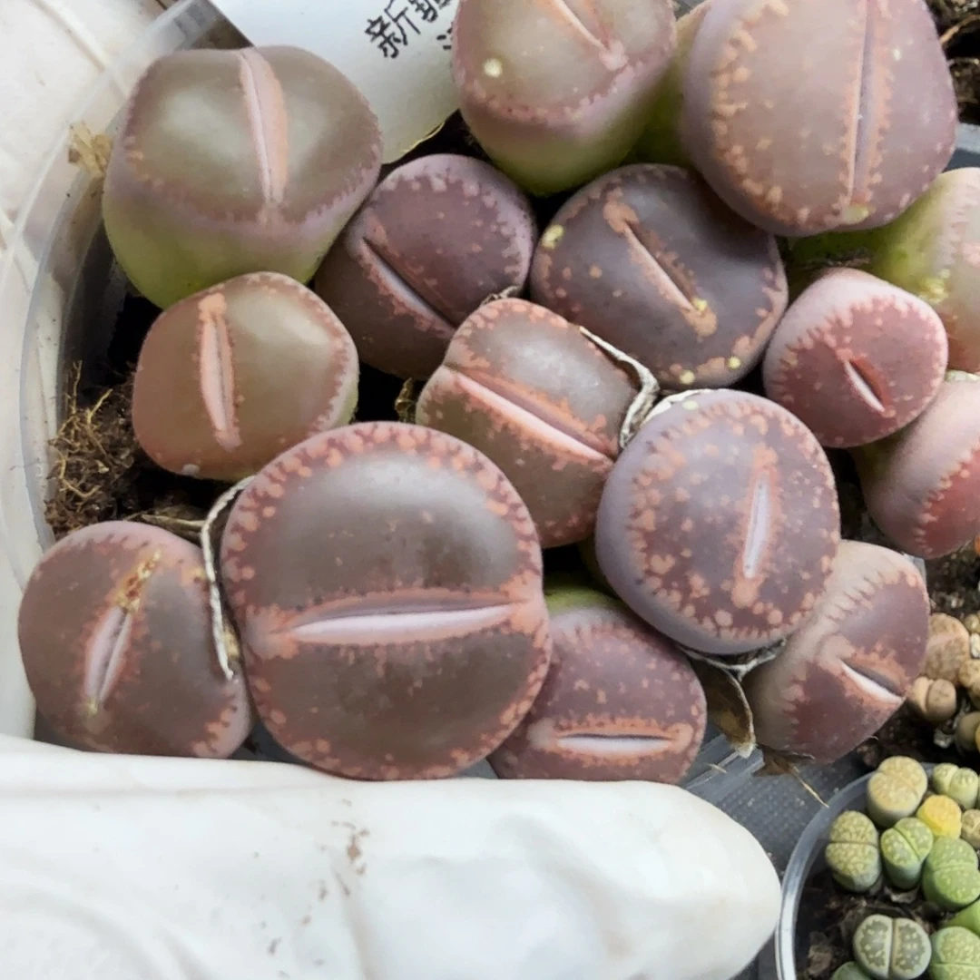 哈哈笑不出话就笑462好