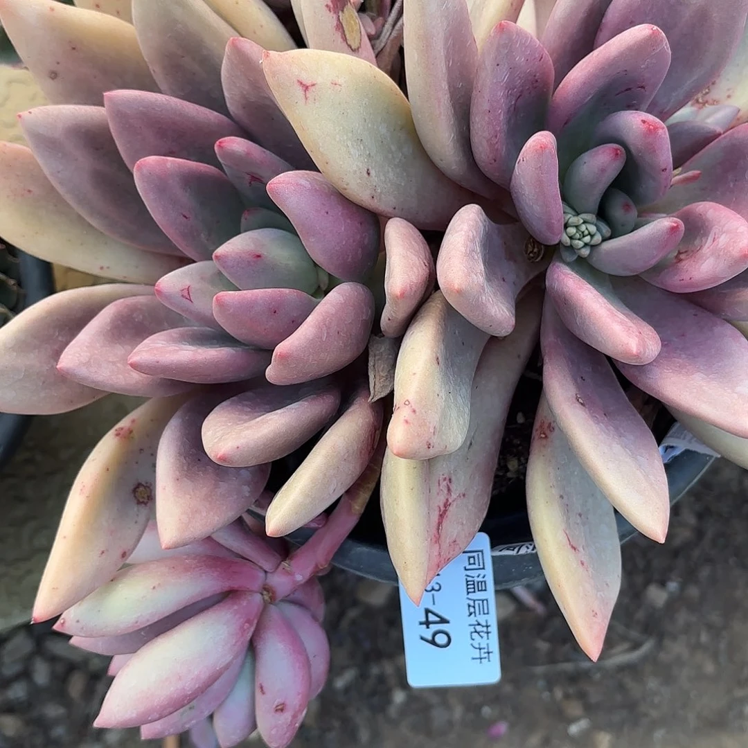 同温层多肉49桃花源