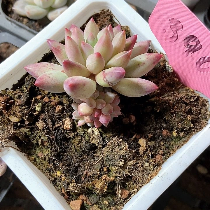 生****光多肉植物390多人