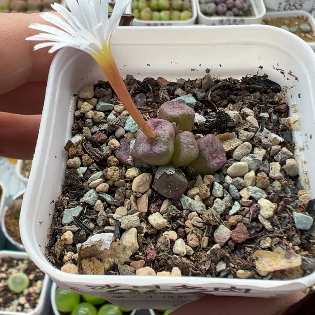 056方碗带盆土发货