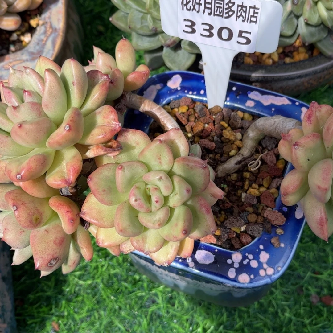 往***生多肉植物3305 一定要拍个冷链哦