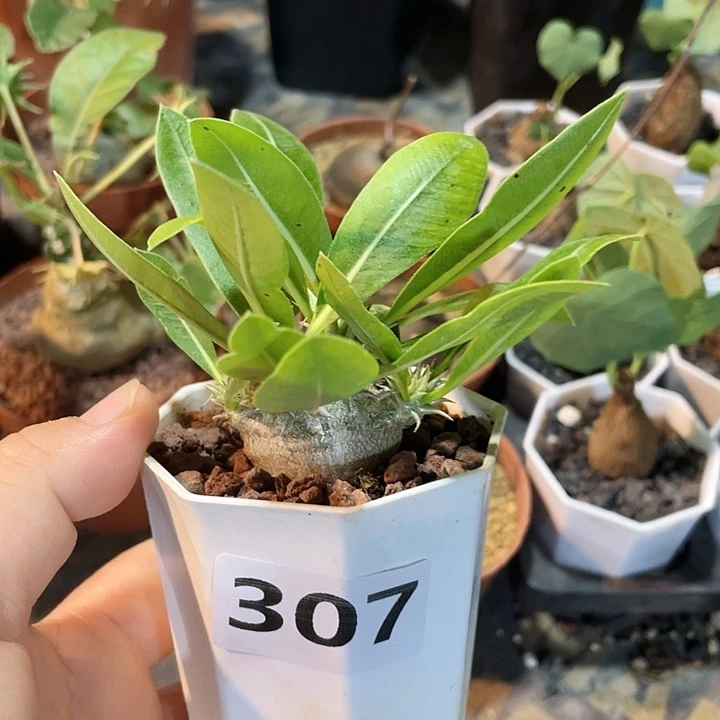 307惠比大黑块根植物