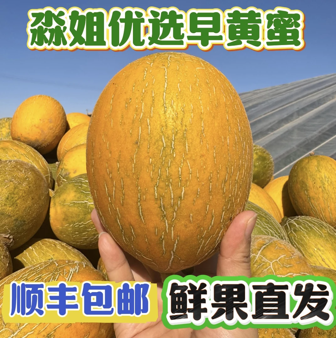 【顺丰包邮】巴盟磴口县蜜瓜早黄蜜甜瓜网纹瓜水甜爽口现摘现发