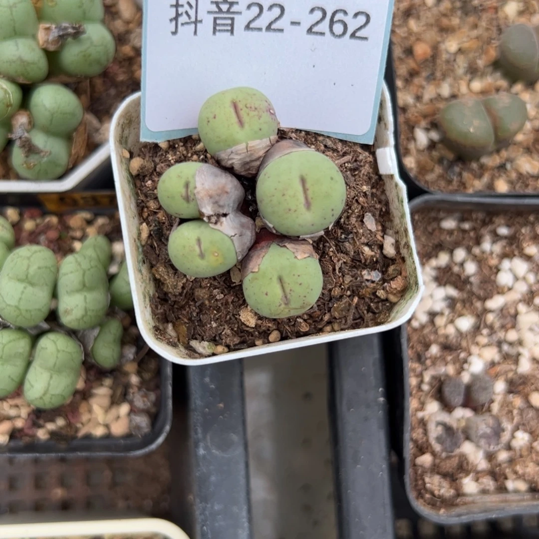 22-262肉锥多肉植物