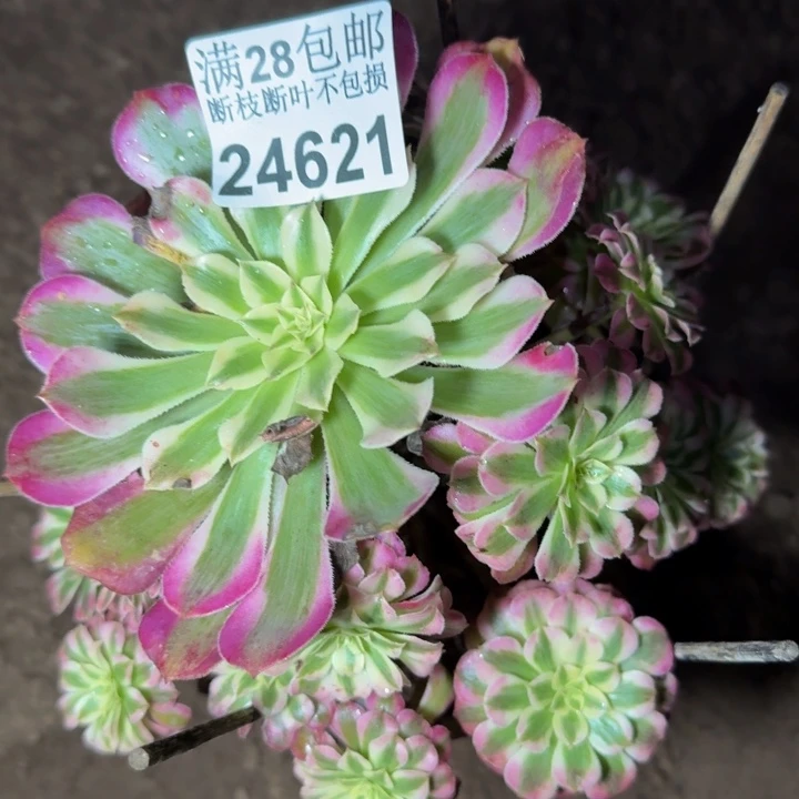 24621红同白多肉植物