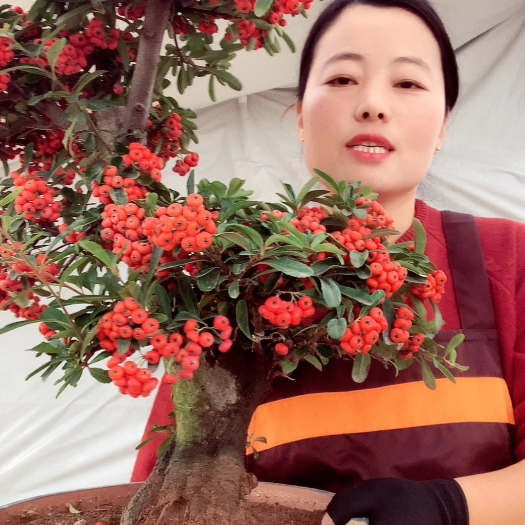 用***7完全开放火棘盆景作品