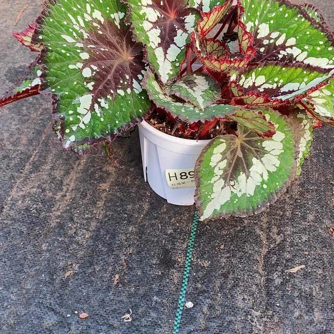 不开花植物花****猴秋海棠897