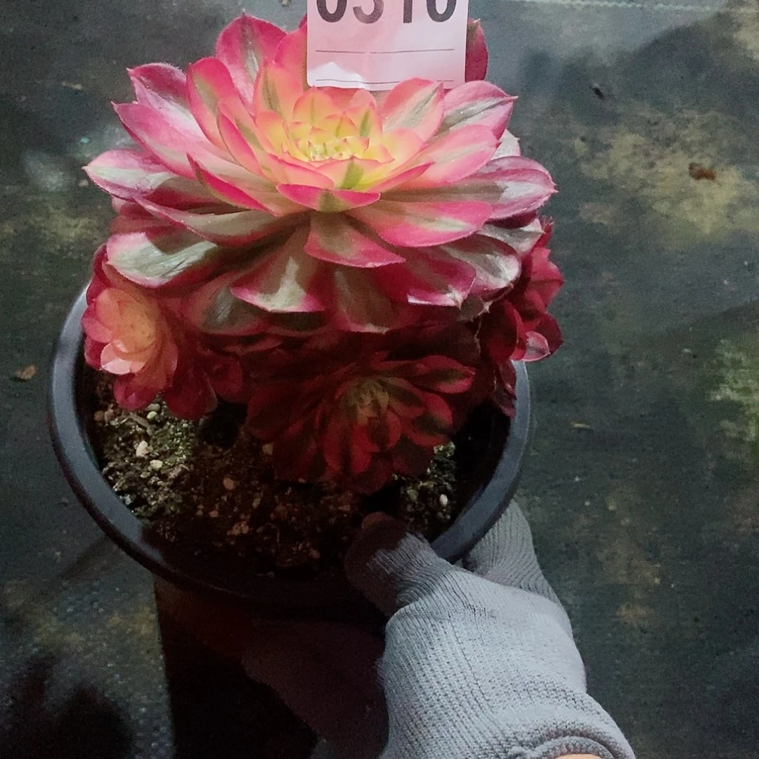 红陶爱*贝0310倾城3冠14