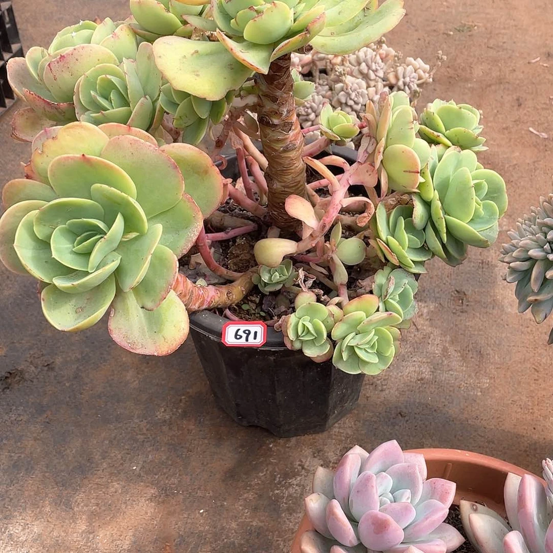 691碧桃 一物一拍多肉